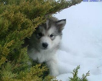 Alaskan Malamute Wallpaper HD