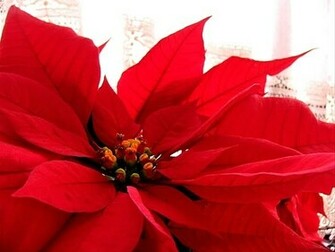 Poinsettia Wallpaper High Definition