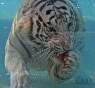 Royal Bengal Tigers Pictures Wallpaper Zone