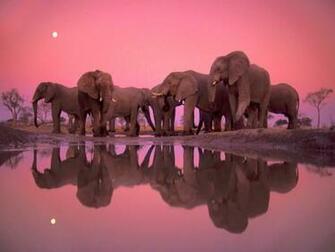 Elephant Party Desktop Pc And Mac Wallpaper