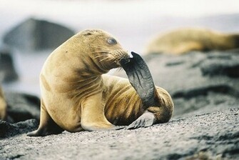 Sea Lion Pictures Wallpaper Of