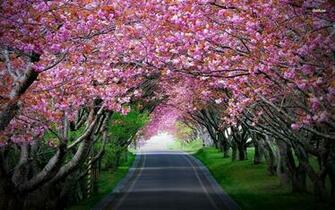 Cherry Blossom Wallpaper Night