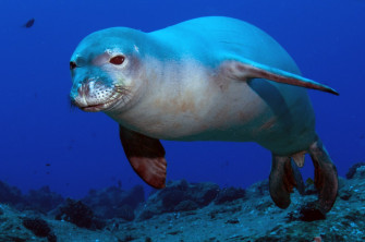 Monk Seal Wallpaper