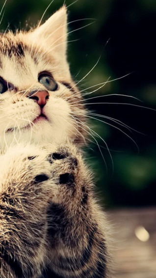 Cute Cats Wallpaper