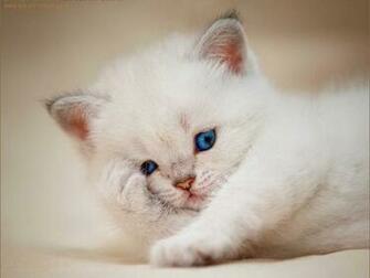 Sleepy Kitten Wallpaper