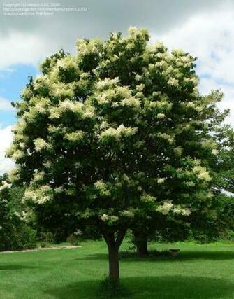 Picture Of Japanese Tree Lilac Summer Snow Syringa Reticulata