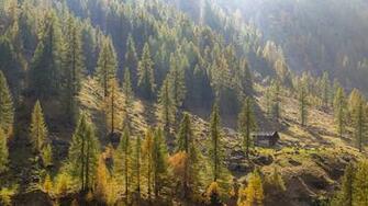 Image Italy Le Piane Piedmont Nature Spruce Autumn Trees