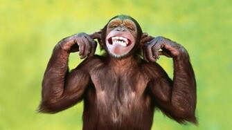 Funny Monkey Choice Wallpaper