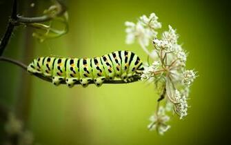 Caterpillar HD Wallpaper Background