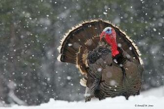 Wild Turkey