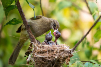 Bulbul Mother Bird Picture Wallpaper