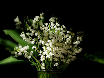 Lily Of The Valley Desktop Wallpaper