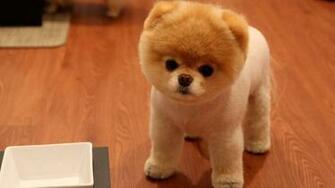 Cute Dog High Definition Wallpaper Full HD