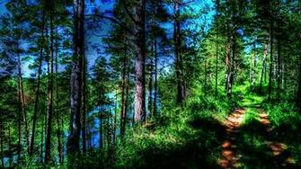 Pine Tree Wallpaper