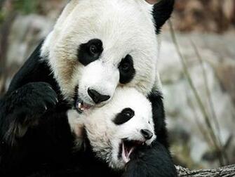 Wallpaper Collection Panda