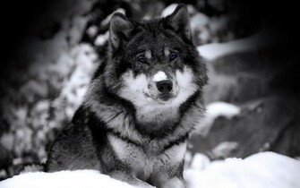 Wolf Wallpaper Widescreen HD