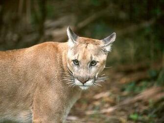Florida Panther Wallpaper Background