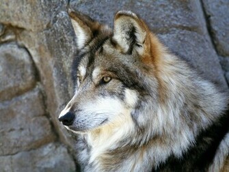 Mexican Wolf Screensaver Screensavers