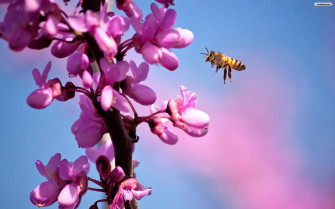Bee Wallpaper