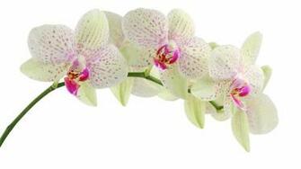 White Flowers Wallpaper HD