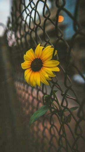 Aivanesei Ana Maria On Flori In Sunflower Wallpaper