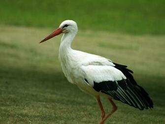 Stork Wallpaper