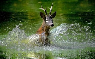 Deer Wallpaper