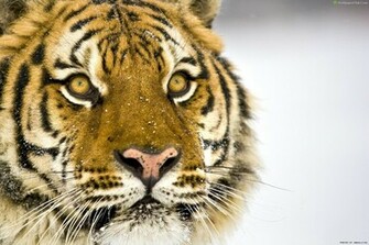 Tiger Face Wallpaper