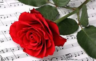 HD Wallpaper Roses