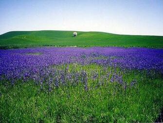 Pullman Area Wallpaper Pictures
