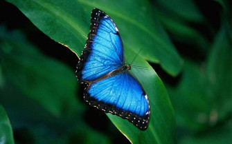 Butterfly HD Wallpaper