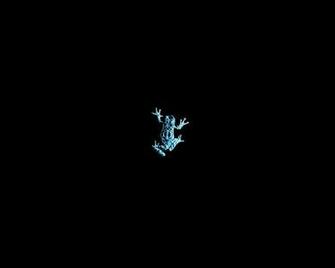 Tv Fringe Frogs Wallpaper
