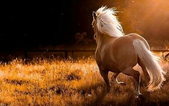 Wild Horses Wallpaper Top Background