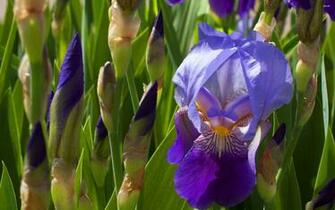 Purple Iris Wallpaper Flower