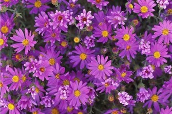 Purple Flowers Wallpaper Full Desktop Background