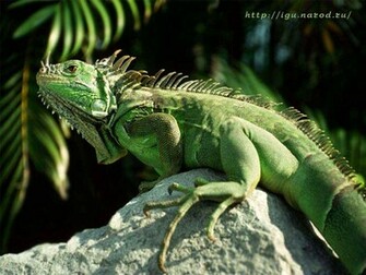 Iguana Wallpaper Asian Pretty HD