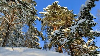 You Can Siberia Tree In Your Computer By Clicking Resolution