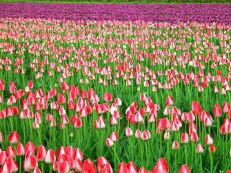 Fields Of Tulips Wallpaper