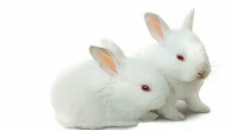 Cute Wallpaper HD Background