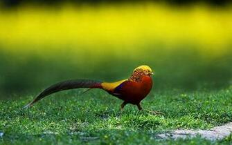 Golden Pheasant Birds HD Wallpaper Angelic Hugs
