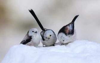 Wallpaper Photo And All Three Birds Pictures
