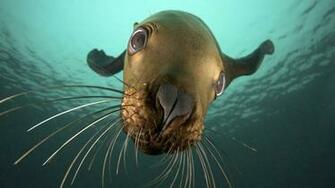 Seal Wallpaper