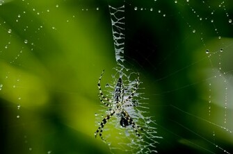 Spider Wallpaper Background
