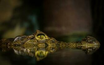 Alligator Desktop Wallpaper