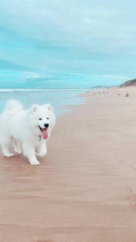 Rachel Kao On Animals Samoyed Dogs Cute Dog Wallpaper