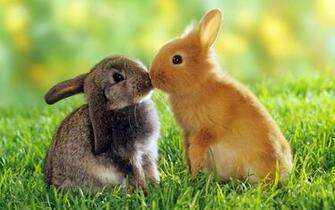 Cute Animals Wallpaper Best Animal Awesome