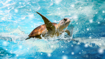 Cute Turtle Wallpaper
