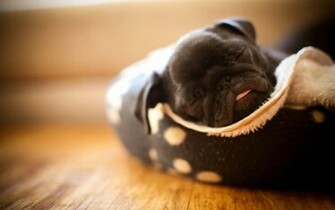 Pug Puppy Wallpaper