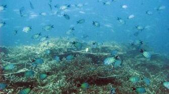 Reef Fish