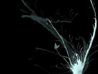 Black Wallpaper Pictures